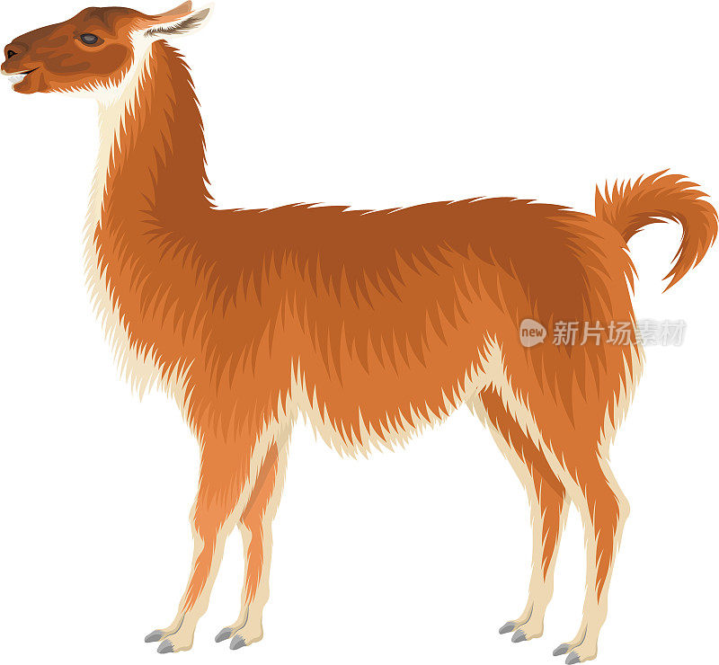 vector guanaco - Wild llama插图